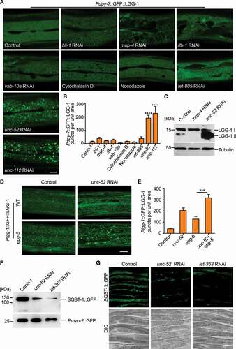 Figure 2. Structural damage at the basal side of the epidermis increases the autophagic response. (A) Representative confocal images showing the distribution patterns of GFP::LGG-1 driven by the epidermal-specific Pdpy-7 promoter in the young adults with intact (control) or damaged struts (bli-1), apical CeHDs (mup-4), the plakin cytolinker (vab-10a), cytoskeletons (ifb-1, cytochalasin D and nocodazole), basal CeHDs (let-805), basal ECM (unc-52) or adjacent muscle quadrants (unc-112). Scale bar: 10 μm. (B) Quantification of results in (A) showing the number of GFP::LGG-1 puncta per unit area in the epidermis of worms after disruption of various epidermal supporting structures compared with control. n ≥ 8 per condition. (C) Western blot analysis of the protein levels of LGG-1-I (unlipidated form) and LGG-1-II (lipidated form) in wild-type animals treated with the empty vector L4440 (control), mup-4 RNAi, or unc-52 RNAi. Tubulin serves as the loading control. (D) Representative confocal images showing the distribution patterns of GFP::LGG-1 driven by its own promoter in the epidermis of wild-type (WT) or epg-5(tm3425) young adults treated with L4440 (control) or unc-52 RNAi. Scale bar: 10 μm. (E) Quantification of the number of GFP::LGG-1 puncta per unit area in the epidermis of animals with the indicated genotypes, corresponding to results in (D). n ≥ 10 per condition. (F) Western blot analysis of the protein levels of SQST-1::GFP driven by the epidermal-specific promoter Pcol-19 in the adults treated with L4440 (control), unc-52 RNAi or let-363 RNAi (positive control). Co-injected Pmyo-2::GFP serves as the internal control. (G) Representative confocal images showing the protein levels of SQST-1::GFP in L4440 (control), unc-52 RNAi or let-363 RNAi-treated animals. Scale bar: 40 μm. Error bars represent mean ± SEM. ***, P < 0.001; ****, P < 0.0001 (two-tailed, unpaired t-test).