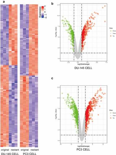 Figure 1. Microarray data were used to compare the transcriptomic changes between original (parental) PCa cells and docetaxel-resistant (DR) PCa cells. (a) Heat map of the DEGs (|logFC| ≥1 and P< 0.05) in DU-145-DR and PC-3-DR cells versus parental cells. Upregulated DEGs were shown in red and downregulated DEGs were shown in blue. (b) Volcano plots showing significant DEGs between DU-145-DR cells and original cells. The red and green dots represented the significantly upregulated and downregulated DEGs, respectively (|logFC| ≥1 and P< 0.05). (c) Volcano plots showing significant DEGs between PC-3-DR cells and original cells. The red and green dots represented the significantly upregulated and downregulated DEGs, respectively (|logFC| ≥1 and P < 0.05)