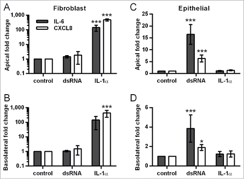 Figure 5. Effect of IL-1α stimulation on IL-6 and CXCL8 release from fibroblast and human bronchial epithelial cell (HBEC) monocultures. Fibroblast (A-B) and HBEC (C-D) monocultures were stimulated with IL-1α either apically (10 ng/ml), basolaterally (1ng/ml) or in combination, or with poly(I:C) (1 µg/ml) as a positive control. After 24 h, cell-free supernatants were assayed for IL-6 and CXCL8 by ELISA. Fold change in mediator release compared to the unstimulated control was calculated for each experiment. Results are mean fold changes ± SD, n = 4–5. *P ≤ 0.05, ***P ≤ 0.001 compared to untreated control (2-way ANOVA with Bonferroni correction).