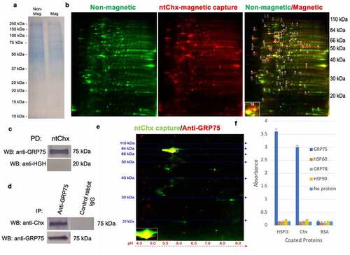 Figure 1. GRP75 is an interactive partner of cholix. Polarized monolayers of Caco-2 cells were exposed apically to nontoxic full-length Chx (ntChx) anchored through a C-terminal hexa-histidine sequence to 100 nm diameter magnetic beads. After 15 min, cell membranes were isolated and separated into non-magnetic and magnetic fractions. a, 1-D SDS-PAGE gel of non-magnetic and magnetic captured membrane fractions. b, 2-D gel separation of proteins present in non-magnetic and magnetic capture membrane fractions with location of spot 16 identified by mass spectrometry as GRP75. c, Pull-down (PD) using ntChx probed with antibodies to either GRP75 or human growth hormone (hGH). d, Immunoprecipitation of Caco-2 cell lysate using ntChx probed with anti-GRP75 or control antibodies. e, 2-D Western blot of magnetic capture membrane fraction probed with anti-GRP75. f, ELISA-based, neutral pH, format where bound ntChx or the control protein bovine serum albumin (BSA) was used to capture GRP75, heat shock protein 60 (HSP60), glucose-regulated protein 78 (GRP78), or HSP90.