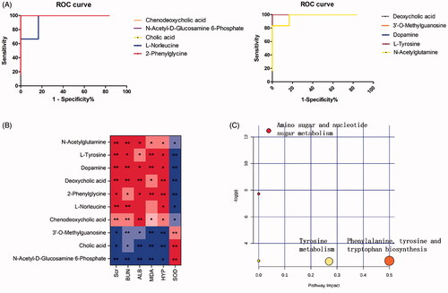Figure 6. Analysis of related metabolic pathways and crucial biomarkers. (A) ROC analysis of 10 potential biomarkers; (B) Pearson rank correlation analysis between 10 crucial biomarkers and biochemical indicators. The red and blue colour gradients represent positive and negative correlation respectively. All values represent the mean ± SD. *p < 0.05, **p < 0.01; (C) Metabolic pathway analysis of crucial biomarkers. Summary of the altered metabolism pathways determined with MetPA and MetaboAnalyst 4.0. The size and colour of each circle indcate the pathway impact value and p-value respectively.