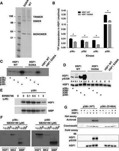 FIG 6 p38 MAPK phosphorylate HSF1 in vitro. (A) Electrophoretic mobility (NuPAGE NoVex Bis-Tris 10% gel) of recombinant hexahistidine-tagged HSF1 wild-type (WT) and S326A mutant. (B to G) Purified activated recombinant p38 MAPK isoforms (0.06 mU/μl) were incubated with recombinant wild-type (WT), S326A mutant HSF1, MK2, or myelin basic protein (MBP) (all at 0.1 μg/μl) at 30°C for 15 min in the presence of 10 mM MgCl2 and 0.1 mM [γ-32P]ATP. Identical reactions were carried out in the presence of increasing concentrations of the p38α/β inhibitor SB202190 or BIRB0796, which inhibits all p38 isoforms. The reactions were terminated by the addition of SDS gel loading buffer, the samples were loaded on SDS-PAGE, and the excess [γ-32P]ATP was removed by electrophoresis. (C and E to G) The gels were dried and subjected to autoradiography. After staining with Coomassie brilliant blue, the protein bands were excised and the incorporated radioactivity (B) was determined by scintillation counting. *, P < 0.05. (D and F) Purified activated recombinant p38α (0.06 mU/μl) was incubated with recombinant wild-type (WT) or S326A mutant HSF1 (0.1 μg/μl) at 30°C for 15 min in the presence of 10 mM MgCl2 and 0.1 mM ATP. The reactions were terminated by the addition of SDS gel loading buffer, the samples were loaded on SDS-PAGE gels, and the phosphorylation of HSF1 at S326 and levels of total HSF1 were detected by Western blotting.
