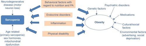 Figure 1 Contributing factors for sarcopenia and obesity.