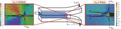 Figure 6. Adhesive thickness ta affects the local, crack front, stress/strain field. The color map corresponds to the strain tensor shear component (εxz) captured using the digital image correlation. Predicted distribution of the crack opening stresses σzz is also presented. (Courtesy of Michal K. Budzik).