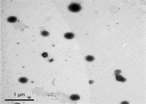 Figure 2 Transmission electron micrograph of the optimum TE formula (TE14).Abbreviation: TE, transethosome.