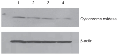 Figure 4 Effect of treatment with silicon dioxide nanoparticles on expression of cytochrome oxidase subunit II in human astrocytoma U87 cells. U87 cells were treated at specified concentrations of silicon dioxide nanoparticles for 48 hours. Then cell lysates of treated and untreated (ie, control) U87 cells were prepared as described in Materials and methods. The expression of cytochrome oxidase subunit II, encoded by mitochondrial DNA, was determined by Western blot analysis using β-actin as the loading control: Lane 1, lysate of untreated or control U87 cells; lane 2, lysate of U87 cells treated with silicon dioxide nanoparticles at 25 μg/mL; lane 3, lysate of U87 cells treated with silicon dioxide nanoparticles at 50 μg/mL; lane 4, lysate of U87 cells treated with silicon dioxide nanoparticles at 100 μg/mL. The blots were from a typical experiment. Two other experiments yielded essentially the same trend of results.