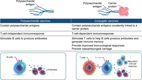 Figure 3 Immunogenic effects of pneumococcal vaccines.