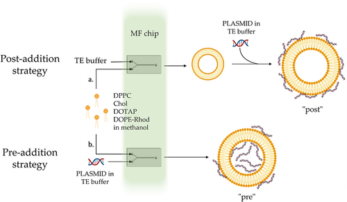 Figure 2 Schematic representation of the two strategies used to formulate pDNA-LNPs using the microfluidic (MF) chip.