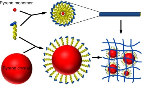 Figure 6 Proposed model for encapsulation of pyrene. The pyrene monomer could be trapped in the hydrophobic core of the A6K micellar nanofibers, and pyrene crystals could be wrapped up by many of these nanofibers.