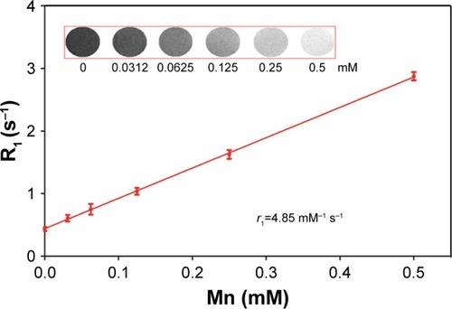 Figure 3 T1-weighted images and r1 relaxivity of MnO-PEG-Cy5.5 nanoparticles.Note: Data are expressed as mean ± SD.