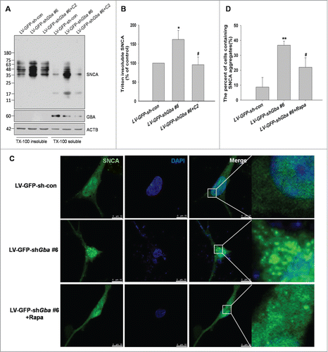 Figure 10. SNCA oligomerization and aggregation by loss of GBA function. (A, B) The accumulation of high-molecular-weight SNCA species were significantly increased in the TritonX-100 insoluble fraction in LV-GFP-shGba #6-infected neurons, and this effect was abolished by treatment with C2 (5 μM for 8 h). (C) Neurons were infected with LV-GFP-shGba #6 or LV-GFP-sh-con for 3 d, and SNCA aggregation was assessed by thioflavin-S. Nuclei were stained with DAPI. Scale bar = 10 μm. (D) The number of cells containing SNCA aggregates was quantified in 6 randomly chosen microscopic fields. SNCA aggregation was observed in cortical neurons upon GBA knockdown, which was alleviated upon treatment with rapamycin (40 nM for 6 h). *P< 0.05, **P< 0.01 vs. LV-GFP-sh-con group, #P< 0.05, vs. LV-GFP-shGba #6 group; n = 3.
