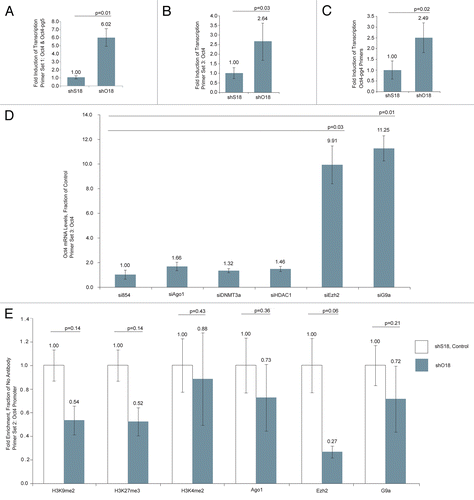 Figure 3 (A–C) Compared to cells treated with the scrambled control, samples transfected with shO18 demonstrated a significant increase in transcription of Oct4-pg5, Oct4 and Oct4-pg4. (D) Transfection of MCF-7 cells with siRNAs targeted to Ezh2 and G9a resulted in an increase in Oct4 sense transcript levels. (E) Treatment of MCF-7 cells with shO18 resulted in a loss of the silent state epigenetic marks H3K9me2 and H3K27me3 and the histone methyltransferase Ezh2 at the Oct4 promoter. (A–D) Values obtained from qPCR were standardized to β-actin levels. (A–E) Averages are shown from cultures treated in triplicate, error bars represent standard errors of means and p values from two-sided t-tests are indicated. Samples were analyzed 72 h post-transfection.