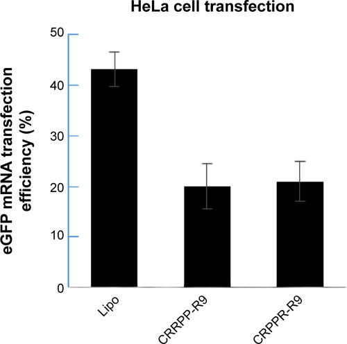 Figure S4 eGFP transfection efficiency shows that the CRPPR-R9 peptide does not improve lipofectamine transfection in HeLa cells, cervical carcinoma cells, which are not from cardiac origin.Notes: eGFP mRNA transfection in HeLa cells was analyzed by flow cytometry. eGFP mRNA transfection efficiency of lipofectamine, CRPPR-R9/Lipo, and CRRPP-R9(scramble)/Lipo are shown. Both CRRPP-R9 and CRPPR-R9 transfection with lipofectamine show even lower transfection efficiencies compared to the lipofectamine only transfection. The results suggest that the CRPPR-R9 peptide is not effective in HeLa cells that are not targeted by the CRPPR peptide sequence. We speculate that the very low transfection efficiency of peptide/lipofectamine in HeLa cells is due to a charge imbalance that interferes with the complexation of lipofectamine and mRNAs. The results represent mean ± SE, n=3. CRPPR-R9 or CRRPP-R9 (3.8 μg, 20 molar charge ratio) was added to the eGFP mRNA (0.5 μg), and incubated at room temperature for 15 minutes. Next, 1 μL of lipofectamine 2000 in 50 μL OptiMEM was added to the solution and further incubated for 15 minutes. Cardiac fibroblasts were transfected overnight as described earlier. At 24 hours post-transfection, flow cytometry analysis was conducted. Transfection efficiency was quantified based on the percentage of eGFP+ cardiac fibroblasts using InCyte software (EMD Millipore, Billerica, MA, USA).Abbreviations: eGFP, enhanced green fluorescence protein; SE, standard error.