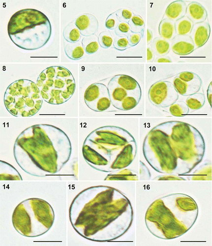 Figs 2. Heveochlorella roystonensis, strain ITBB A3-8, LM. 5. Mature vegetative cell with a parietal cup-shaped chloroplast. 6. Sporangia with four or eight autospores. 7. Sporangium with eight autospores. 8. Sporangia with 32 autospores. 9. Sporangium with two autospores, each containing two or three chloroplasts. 10. Sporangium with four autospores of different sizes. 11–13. Dividing chloroplasts. 14. Cell after completion of chloroplast division. 15. Chloroplast dividing from both ends. 16. Unequal division of a chloroplast. Scale bar = 5 μm.
