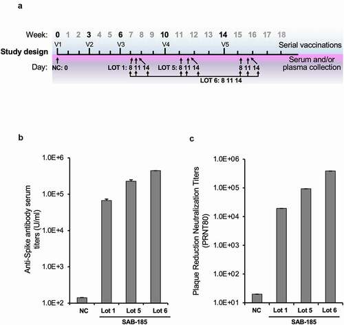 Figure 1. Generation of SARS-CoV-2 S SAB-185 polyclonal antibody. (a) Schedule of Tc bovine vaccinations V1 to V5, serum/plasma collection and plasma pooled for SAB-185 Lot 1, Lot 5 and Lot 6 purification as described in Materials and Methods. (b) Geometric mean SARS-CoV-2 spike ELISA antibody titers of SAB-185 Lot 1, 5 and 6 versus the negative control human IgG purified from Tc bovine pre-immune plasma. The negative control geometric mean titer (GMT) was calculated from six experiments. The Lot 1 GMT was from four experiments, Lot 5 GMT was from two experiments and Lot 6 was from a single experiment. (c) PRNT80 titers against the Munich SARS-CoV-2 P3 strain (Spike D614G) for a negative control pAb and SAB-185 Lot 1, Lot 5, and Lot 6. Concentrations of each pAb were normalized prior to serial 2-fold dilutions and 80% neutralization endpoints were calculated as described in Materials and Methods. The negative control endpoint was calculated from six replicate wells averaged at a 1:20 dilution of pAb. The Lot 1 endpoint was calculated from an average of two wells on a single plate (2 wells total) and Lot 5/Lot 6 were calculated from an average of two wells on three separate plates (6 wells total).