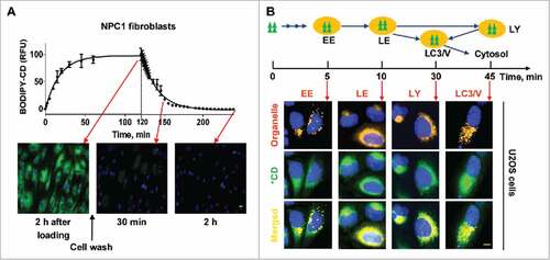 Figure 1. Kinetics, cellular trafficking and distribution of BODIPY-CD. (A) Kinetics of BODIPY-CD entering and leaving WT and NPC1 fibroblasts. The images were acquired after incubation with 10 µM BODIPY-CD for the indicated times. (B) Cellular distribution of BODIPY-CD in U2OS cells localized with the RFP-tagged RAB5A (early endosome, EE), RAB7A (late endosome, LE), LAMP1 (lysosome, LY) and LC3B protein (LC3B vesicles, LC3/V). The fluorescence colocalization of BODIPY-CD and RFP were measured at the indicated times after BODIPY-CD was added to the cells. Only colocalized images are displayed and kinetic images are shown in Fig. S1D. Green triangles and *CD: BODIPY-CD. Scale bar: 10 µm.