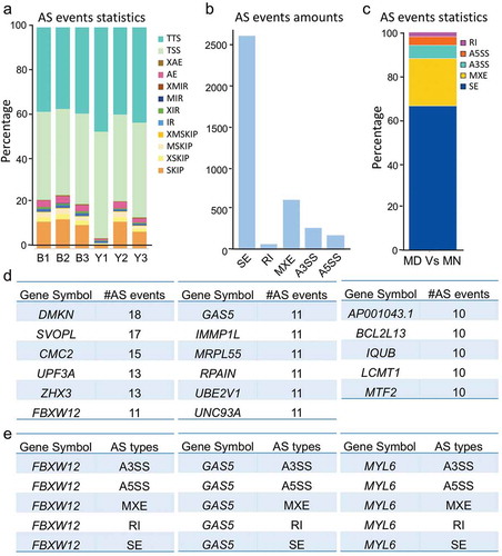 Figure 4. Changed patterns of alternative splicing (AS) between normal and arrested oocytes. (a) Statistics of 12 detailed AS events for each sample. AE, alternative exon ends; XAE, approximate AE; SKIP, skipped exon; XSKIP, approximate SKIP; MSKIP, multi-exon SKIP; XMSKIP, approximate MSKIP; IR, intron retention; MIR, multi-IR; XMIR, approximate MIR; XIR, approximate IR; TSS, alternative transcriptional start site; TTS, alternative transcriptional terminal site. (b-c) Number (b) and percentage (c) of basic DAS events for MD and MN oocytes. SE, skipped exon; MXE, mutually exclusive exon; A3SS, alternative 3’splice site; A5SS, alternative 5ʹ splice site; RI, retention intron. (d) Genes with 10 or more AS event numbers. (e) FBXW12, GAS5, and MYL6 contained all 5 basic AS types.