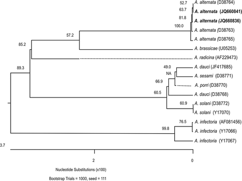 Fig. 2. Similarity dendrogram on distances derived from sequences of the ITS2 regions of Alternaria species. Distances were determined by clustal W alignment method with weighed residue weight table in the program MegAlign of the sequence analysis software suite Lasergene (DNASTAR Inc.). Bootstrap (confidence) values are shown on the branches. Alternaria alternata strains from this study are in bold.