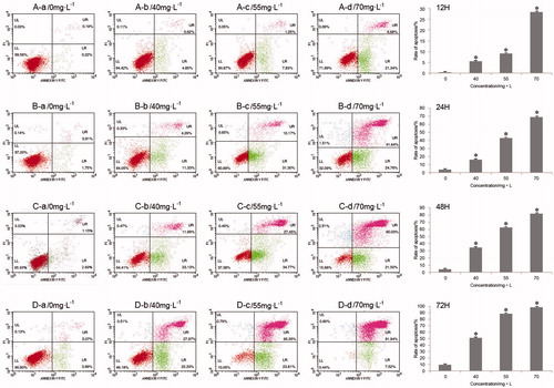 Figure 3. Flow cytometry analysis for apoptosis of SW620 cells induced by diterpenoid C. n = 3,  ± s. (A(a–d)) Diterpenoid C at 12 h. (B(a–d)) Diterpenoid C at 24 h. (C(a–d)) Diterpenoid C at 48 h. (D(a–d)) Diterpenoid C at 72 h. *p < 0.01 versus the control group.