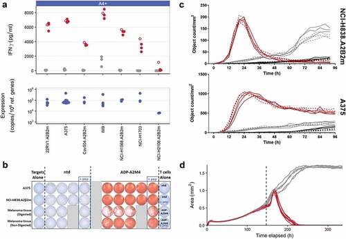 Figure 1. In vitro efficacy of ADP-A2M4 against MAGE-A4+ and HLA-A*02:01 tumor cells. (a) ADP-A2M4 release IFNγ in response to MAGE-A4+ tumor cell lines. Upper panel: IFNγ release from ADP-A2M4 (red points) and non-transduced T cells (gray points), as determined by cell-ELISA. Unfilled points show response to MAGE-A4231-240 peptide (10–5 M) to demonstrate maximal response. Each point reflects the average response of a single T-cell product in multiple independent experiments (three T cell products tested). Lower panel: MAGE-A4 expression in matched tumor line samples, as determined by qPCR (normalized to expression of reference genes RPL32, HPRT1). (b) ADP-A2M4, but not non-transduced T cells, release IFNγ in response to ex vivo-processed primary melanoma material, as determined by ELISpot. (c) ADP-A2M4 display cytotoxic activity toward two MAGE-A4-expressing tumor lines, as determined by IncuCyte time-lapse microscopy with a caspase-3/7 fluorogenic dye. Each line shows the number of apoptotic target cells within a single well when cultured with ADP-A2M4 (red lines) or non-transduced T cells (gray lines), or in the absence of T cells (black lines). Dashed lines show response to MAGE-A4231-240 peptide (10–5 M) to demonstrate maximal response. Data shown are of one T-cell product, representative of three tested. (d) ADP-A2M4 display cytotoxic activity toward the GFP+MAGE-A4+ tumor line A375 cultured in 3D microtissues, as determined by IncuCyte time-lapse microscopy. Each line shows the area of the microtissue within a single well when cultured with ADP-A2M4 (red lines) or non-transduced T cells (gray lines). Data shown are of one T-cell product, representative of three tested. Dashed vertical line indicates T-cell addition