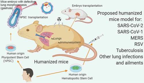 Figure 1. Proposed humanized mice model for respiratory diseases (based on the work of Wahl et al. and Mori et al.)