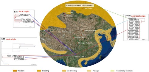 Figure 3. Migratory map of black-headed gulls from Kunming. The migratory information comes from International Union for Conservation of Nature, IUCN (https://www.iucnredlist.org/species/22694420/132548687#assessment-information) and Kunming Institute of Zoology, Chinese academy of sciences (http://www.kiz.cas.cn/xwzx/news5/201706/t20170623_4817599.html). Different shades of yellow on geographic range denote the black-headed gulls’ scope of activity. Phylogenetic trees of ST5, ST87 and ST145 were analyzed using Maximum Likelihood method with 1000 bootstrap replicates implemented in the MEGA. Each colour of node denotes the country which strains comes from, and the colours are consistent with Figure 2. The red line represents the fecal isolates which isolated from Dianchi Lake black-headed gulls; the mazarine line represents the food isolates which isolated from the retail markets proximal to Dianchi Lake; the green line represents the Russian isolate; the wathet line represents the clinical isolate which isolated from Hebei province.