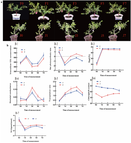 Figure 2. Photosynthetic response to high-temperature stress: (a) Phenotypes under dynamic high-temperature stress in F and J. (b) Photosynthetic parameters under high-temperature stress in F and J. The error bars represent standard error.