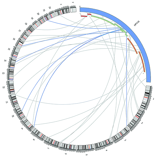 Figure 2. Potential integration sites of HPV type 16 in the human genome and illustration of location of “integration site reads” in the HPV genome, representing the genomic region of the virus disrupted during the integration process. Links colored dark blue indicate those located in the HPV region most significantly enriched for integration sites. HPV and human genome drawn at different scale (created in CircosCitation39).