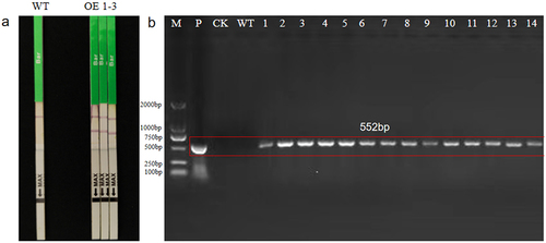 Figure 3. Identification of transgenic maizes overexpressing ZmSAMDC by PCR analysis.(a): detection of positive plants by bar test strips; (c):M: 2000bp MARKER; P: pCAMBIA3301-ZmMADS42 plasmid; CK: control plants; WT: wild-type plants; 1–14: overexpressing ZmMADS42 positive plants.