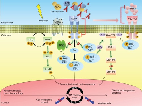 Figure 1 Simplified schematic illustration depicting different mechanisms implicated in radiosensitization by the anti-epidermal growth factor receptor monoclonal antibody nimotuzumab in high grade glioma.