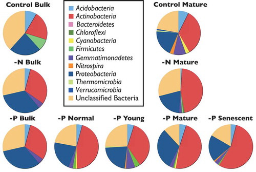 Figure 4. Relative abundance of different bacterial phyla of rhizosphere soil of white lupin at 41 DAT.