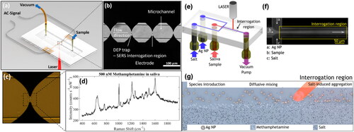 Figure 4. Portable Raman microfluidic devices. Dielectrophoretic nanoparticle aggregation for on-demand SERS. (a) Schematic representation of DEP-SERS chip with a PDMS microchannel sandwiched between a glass cover and an electrode substrate with pipette tips forming fluidic reservoirs. (b) Illustration of the trap zones (c) Close-up view of a single trap zone. (d) SERS spectra obtained from the DEP-SERS. SERS microfluidic chip for the detection of drugs of abuse in saliva including: (e) Schematic representation of the microfluidic device indicating where the Ag-NP suspension, sample and salt are loaded on to the device and driven through the channel via a vacuum pump. (f) Visualization of the flow-focusing junction using a fluorescent dye. (g) Schematic of the complete reaction. Reprinted with permission from.[Citation81,Citation88]