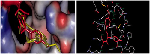 Figure 2. Right panel shows docking studies on compound 8 with active site of epidermal growth factor receptor and left panel shows superimposition of compound 8 (red colored) on erlotinib (yellow colored) inside the pockets of active site. Hydrogen bonds are shown in green.
