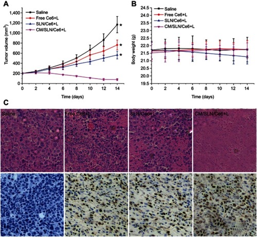 Figure 6 The tumor volume (A), body weight (B) and H&E/TUNEL staining (200×) of tumor tissue (C) analysis of SGC7901 tumor-bearing Balb/c nude mice after intravenous administration of different formulations.Notes: Data were expressed as mean ±SD (N=6). Significant differences were vs CM/SLN/Ce6. *p<0.05.Abbreviations: Ce6, chlorins e6; CM, cellular membranes; SLN, silica nanoparticles.