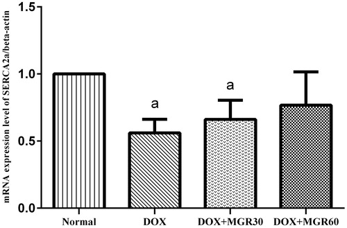 Figure 4. Effect of MGR on DOX-induced alteration of SERCA2a mRNA expression level. mRNA expression levels are normalized to β-actin as housekeeping gene. Values are presented as mean ± SD (n = 5), ap < 0.05 versus the normal group; normal = normal group, DOX = doxorubicin 15 mg/kg bw, DOX + MGR30 = DOX 15 mg/kg bw and MGR 30 mg/kg bw/d, DOX + MGR60 = DOX 15 mg/kg bw, and MGR 60 mg/kg bw/d.