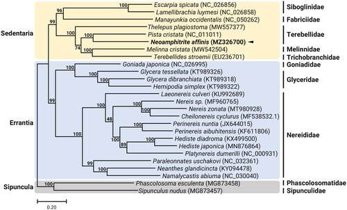 Figure 1. Maximum-likelihood (ML) phylogeny of 8 published mitogenomes from Sedentaria including T. plagiostoma and 16 registered mitogenomes of Errantia species, and two Sipuncula species as an outgroup based on the concatenated nucleotide sequences of protein-coding genes (PCGs). The phylogenetic analysis was performed using the maximum-likelihood method, GTR + G+I model with a bootstrap of 1000 replicates. Numbers on the branches indicate ML bootstrap percentages. DDBJ/EMBL/Genbank accession numbers for published sequences are incorporated. The black triangle means the polychaete analyzed in this study.