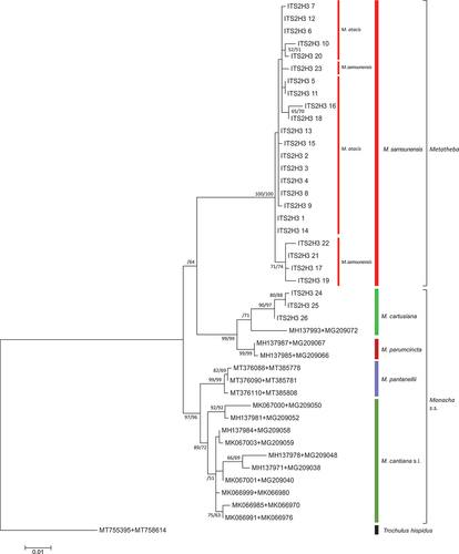 Figure 25. Maximum Likelihood (ML) tree of concatenated ITS2 + H3 common sequences obtained from specimens of Monacha atacis and Monacha samsunensis compared with sequences obtained from GenBank for representatives of the other Monacha species. Concatenated ITS2 + H3 sequences (Table S2) were cut to 825 positions (546 positions ITS2 and 279 positions H3) in length. Numbers next to the branches indicate bootstrap support above 50% calculated for 1000 replicates from ML (left) and NJ (right) analysis (Felsenstein Citation1985). The tree was rooted with Trochulus hispidus ITS2 + H3 concatenated sequences MT755395 and MT758614 deposited in GenBank by Proćków et al. (Citation2021).