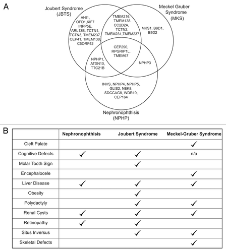 Figure 1. Genetic and Phenotypic overlap in Ciliopathies. (A) Venn diagram to show the high degree of allelism in the genetic basis of Joubert syndrome, nephronophthisis, and Meckel-Gruber syndrome. (B) Table of clinical phenotypes in Joubert Syndrome, nephronophthisis, and Meckel-Gruber syndrome.