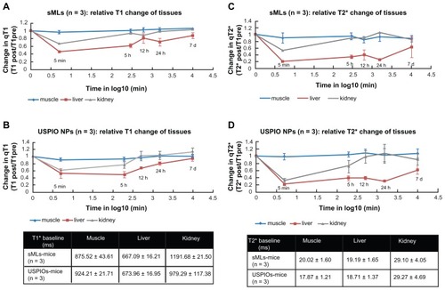Figure 6 Relative changes in relaxation times (qT1, qT2*) of muscle, liver, and kidneys after injection of clinical doses of 50 μmol Fe/Kg body weight in wild type mice.Notes: Signal changes were acquired at different time points (0 minutes, 5 minutes, 5 hours, 12 hours, 24 hours, 7 days) after administration of sMLs (A and C) and Molday- Ion USPIOs (B and D), respectively. A strong signal reduction was observed in liver and kidneys for both sMLs and USPIOs 5 minutes after sample administration. No visible change was measured in the muscles.Abbreviations: sMLs, stealth magnetic liposomes; USPIOs, ultrasmall superparamagnetic iron oxides; h, hours; d, days.
