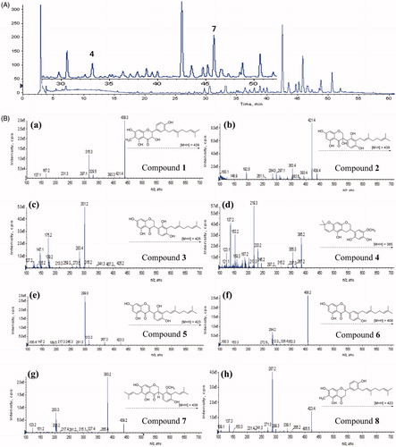 Figure 3. (A) Typical HPLC-DAD chromatogram of the methanol extracts of C. hirtella detected at 280 nm. (B) Mass fragmentation patterns of identified peaks that accord with compound number. (a) compound 1; (b) compound 2; (c) compound 3; (d) compound 4; (e) compound 5; (f) compound 6; (g) compound 7; (h) compound 8.