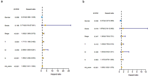 Figure 4. Risk score and staging condition as independent prognostic indicators using monofactor analysis (a). Risk score as an independent prognostic indicator using multivariate analysis (b).