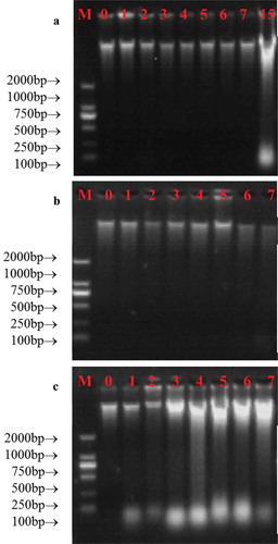 Figure 4. Changes in the integrity of DNA obtained from milk during storage at 2°C (a), 10°C (b) and 20°C (c), respectively. M represented DL2000 marker, the numbers represented the storage day of milk samples.Figura 4. Cambios en la integridad del ADN obtenido de la leche durante su almacenamiento a temperaturas de 2°C (a), 10°C (b) y 20°C (c), respectivamente. M representa el marcador DL2000 y los números representan el día del almacenamiento de las muestras de leche.