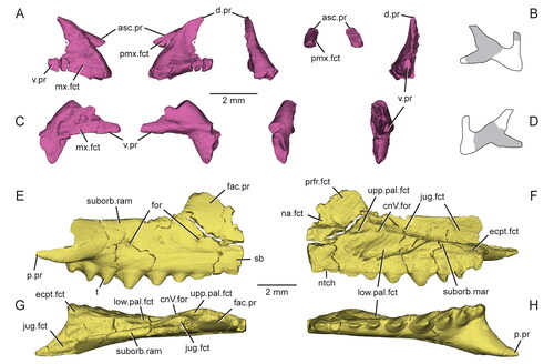 Figure 5. Virtual three-dimensional renderings of the premaxillae and maxilla of the holotype specimen (USNM PAL 722041) of Opisthiamimus gregori gen. et sp. nov. A, right premaxilla from left to right in lateral, medial, anterior and posterior views; B, portion of the right premaxilla (grey shade) preserved within an outline of a complete premaxilla based on Clevosaurus hudsoni (Fraser Citation1988, fig. 5); C, left premaxilla from left to right in lateral, medial, anterior and posterior views; D, portion of the left premaxilla (grey shade) as in B; E–H, right maxilla in E, right lateral, F, medial, G, dorsal and H, ventral views. Abbreviations: asc.pr, ascending process; cnV.for, foramen for cranial nerve five; d.pr, dorsal process; ecpt.fct, facet for the ectopterygoid; fac.pr, facial process; for, foramen; jug.fct, facet for the jugal; low.pal.fct, facet for the lower palatine process of the palatine; mx.fct, facet for the maxilla; na.fct, facet for the nasal; ntch, notch; p.pr, posterior process; pmx.fct, facet for the premaxilla; prfr.fct, facet for the prefrontal; sb, secondary bone; suborb.mar; suborbital margin; suborb.ram, suborbital ramus; t, tooth; upp.pal.fct, facet for the upper palatine process of the palatine; v.pr, ventral process.