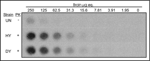 Figure 3 Limits of PrP detection using 96-well immunoassay. 96 well immunoassay of two-fold serial dilutions of brain homogenate from uninfected (UN), HY TME agent (HY) or DY TME agent (DY) infected hamsters. Samples were either proteinase K (PK) digested (+) or were left untreated (−).