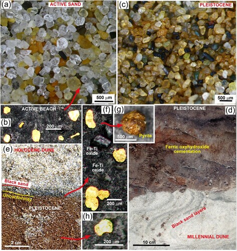 Figure 6. Pleistocene sands are recycled into Holocene and Millennial dunes, and active beaches. (a) Microscope view of quartz-dominated white blowing sand on the beach, showing a combination of white quartz and brown-stained quartz recycled from Pleistocene sands. (b) Gold from black sand on storm beach immediately downslope of eroded scarp in Pleistocene sediments and Holocene dunes. (c) Microscope view of Pleistocene sand, showing brown-stained quartz, scattered greywacke, argillite and Fe–Ti oxide clasts (dark) and minor green heavy minerals. (d) Excavated contact between Pleistocene sand and a Millennial dune blown against the eroded scarp, showing abundant cementation of Pleistocene sand by ferric oxyhydroxide. (d) Excavated unconformity between Pleistocene sand (brown) and Holocene dune sand (white), with a Holocene cm scale black sand layer resting on the unconformity. (f) Gold-bearing heavy mineral concentrate from the black sand layer in e. (g) Largely oxidised authigenic pyrite clast from black sand layer in e. (h) Detrital gold particle from Pleistocene sand from a sample taken near to e.