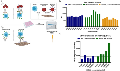 Figure 4. AffiMab mediated, PDGFRB-dependent CD40 activation in moDcs. (a) in a similar fashion as in Figure 2a, the AffiMab is evaluated on moDcs in presence of PDGFRB-conjugated or unconjugated beads. The CD40 mAb-LALAPG is also tested in the presence of PDGFRB-conjugated beads. The same experiment is repeated using BJhTERT cells as source of PDGFRB, performing a mono and co-culture. (b) Only the AffiMab activates moDcs in bead-based set-up specifically in presence of PDGFRB, as measured by upregulation of CD86 in flow cytometry. (c) CD86 is upregulated on moDcs following AffiMab treatment only in presence of PDGFRB expressing cells. Average mean fluorescence intensity (MFI) of one representative experiment of at least two independent replicates is displayed on (B-C).