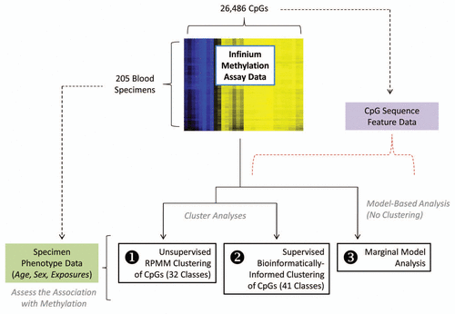 Figure 1 Overview of the analytic strategy for this study. Methylation data for 26,486 autosomal CpGs was assayed for each of 205 blood specimens by the Infinium HumanMethylation27k BeadArray. Three complementary approaches were used to assess the association between DNA methylation and age, sex and select environmental exposures, while taking into account variation in DNA sequence features of each CpG: (1) unsupervised clustering of CpGs by recursively partitioned mixture modeling (RPMM) into 32 CpG classes based on like methylation patterns, followed by evaluation of an association of mean methylation of the CpGs for each resultant class with age, gender or exposures; (2) clustering of CpGs into 41 classes based on bioinformatic attributes (CpG sequence features), again followed by evaluation of an association of mean methylation of the CpGs for each resultant class with age, gender or exposures; and (3) a marginal-model based analysis (no clustering), assessing interactions between DNA sequence features and age, gender and exposures, with respect to methylation.