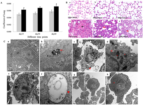 Figure 1 Lung injuries induced by SiNPs through intravenous injection in mice. (A) The coefficients of lungs increased significantly in the SiNP-treated group. Data are expressed as means±SD (n=5). *P<0.05 compared with control. Gray, control; black, admin. (B) Histopathologic changes in mice lungs induced by SiNPs. Black arrow: red blood cells in the area of alveoli; Red arrow: alveoli septum thicken and inflammatory cell infiltration. Scale bar: 20 μm. (C) Ultrastructural observation in mice lungs observed by TEM. (a, b) SiNPs (red arrows) deposited in lungs at 15th day. Scale bar: (a) 1 μm; (b) 200 nm. (c, d) Ultrastructural changes of alveolar macrophages in lungs of SiNP-treated mice at 30th day: extensive vacuolization (red star), mitochondrial fusion (red hollow triangle), mitochondrial cristae disappearance (red asterisk). Scale bar: (c) 0.5 μm; (d) 200 nm. (e, f) Vacuolization (red triangle) in the basophilic granulocyte in lungs of SiNP-treated mice at 30th day. Scale bar: (e) 1 μm; (f) 100 nm. (g, h) Cell cluster consisted of multinucleate cell (hollow star) and type I alveolar epithelial cell (hollow diamond) in lungs of SiNP-treated mice at 60th day. Scale bar: (e) 2 μm; (f) 1 μm.