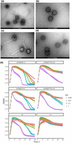 Figure 1. Transmission electron micrographs and phage-host kill curves. The micrographs of Ruminococcus gnavus phages (a) phiRg507t2/2, (b) phiRg507t2/3, and (c) phiRgps6, (d) phiRg519. The scale bar represents 100 nm. (e) Phage kill-curve assays of Ruminococcus gnavus JCM 6515T in response to infection by Ruminococcus phages phiRgps6, phiRg507t2/2, phiRg507t2/3, phiRg519t2 and a phage cocktail of these four phages at varying MOIs from 1×10−3 to 1, compared to a negative control (−ve) of untreated culture of R. gnavus JCM 6515T.