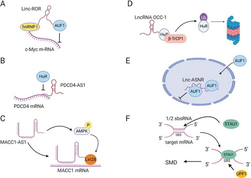 Figure 3. LncRNA regulation of mRNA stability. (A) Linc-ROR mediates binding of hnRNP I to c-Myc mRNA and prevents AUF1 from binding to c-Myc. (B) LncRNA PDCD4-AS1 forms base-pairing with PDCD4 mRNA, blocking HuR-binding site. (C) LncRNA MACC1-AS1 directly binds MACC1 mRNA and stabilizes the mRNA by activating AMPK and inducing lin28 binding to MACC1 mRNA. (D) LncRNA OCC-1 binds HuR RBP and enhances its interaction with E3 ubiquitin ligase β-TrCP1 for proteasomal degradation. (E) LncRNA lnc-ASNR, sequesters AUF1 in the nucleus and reduces its cytoplasmic pool, leading to an increase in the stability of AUF1 target mRNAs. (F) ½ sbsRNA lncRNA forms base-pairing with an Alu element at the 3´UTR of SMD target mRNAs to generate STAU1-binding site (SBS). STAU1 recognizes SBS and binds the ½ sbsRNA/mRNA duplex to initiate SMD.